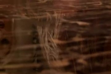 Лизательная оргия с сисястыми красавицами